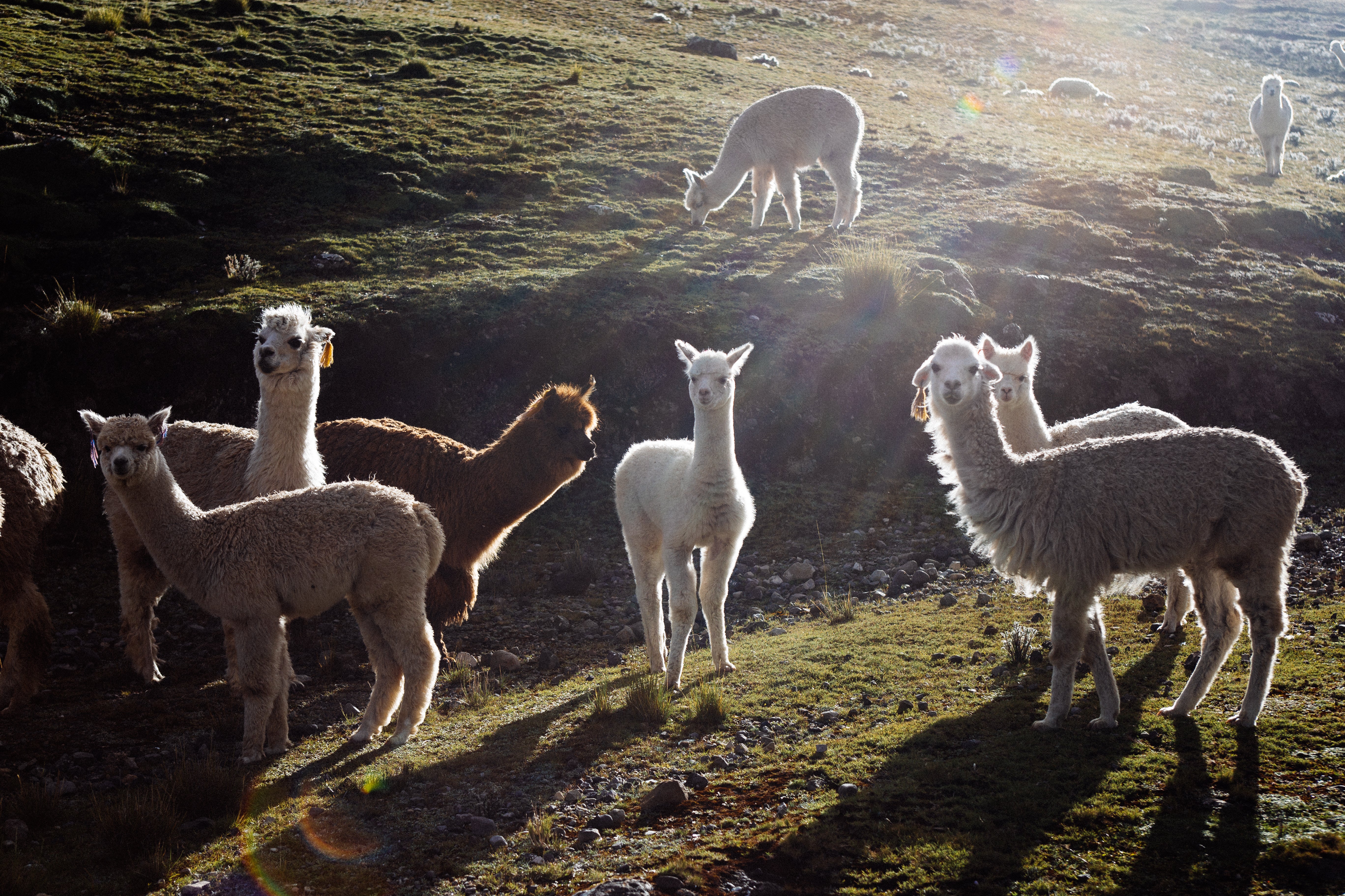 Honoring Alpaca Weaving Traditions – KNITH