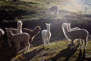 Honoring Alpaca Weaving Traditions